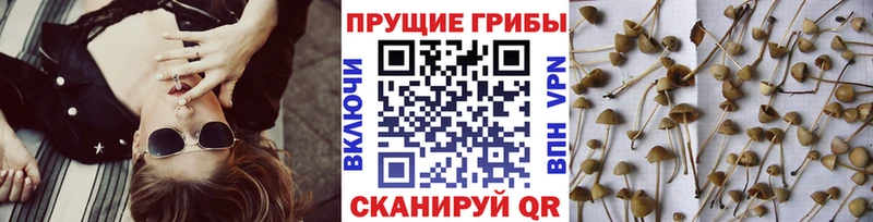 Галлюциногенные грибы ЛСД  закладка  блэк спрут как зайти  Чекалин 